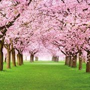 Papel-pintado-fotogrfico-que-muestra-un-bosque-con-cerezos-imagen-mural-y-papel-pintado-de-la-primavera-de-color-rosa-decoracin-mural-de-arboles-y-bosque-by-Great-Art-336-cm-x-238-cm-0